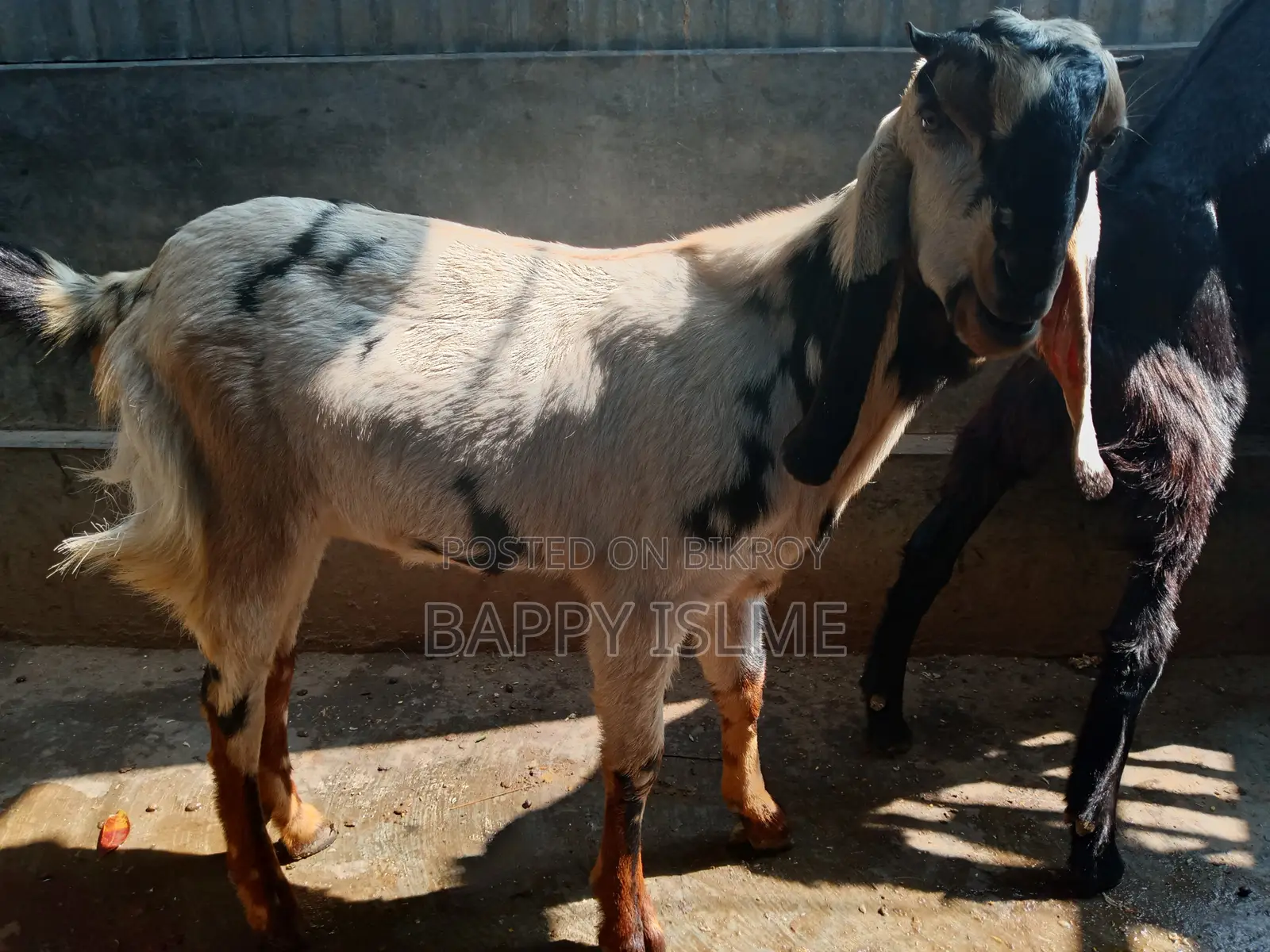 Totapuri cross castrated goat over 1 year old