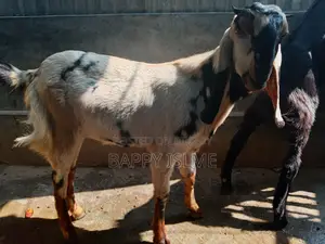 Totapuri cross castrated goat over 1 year old