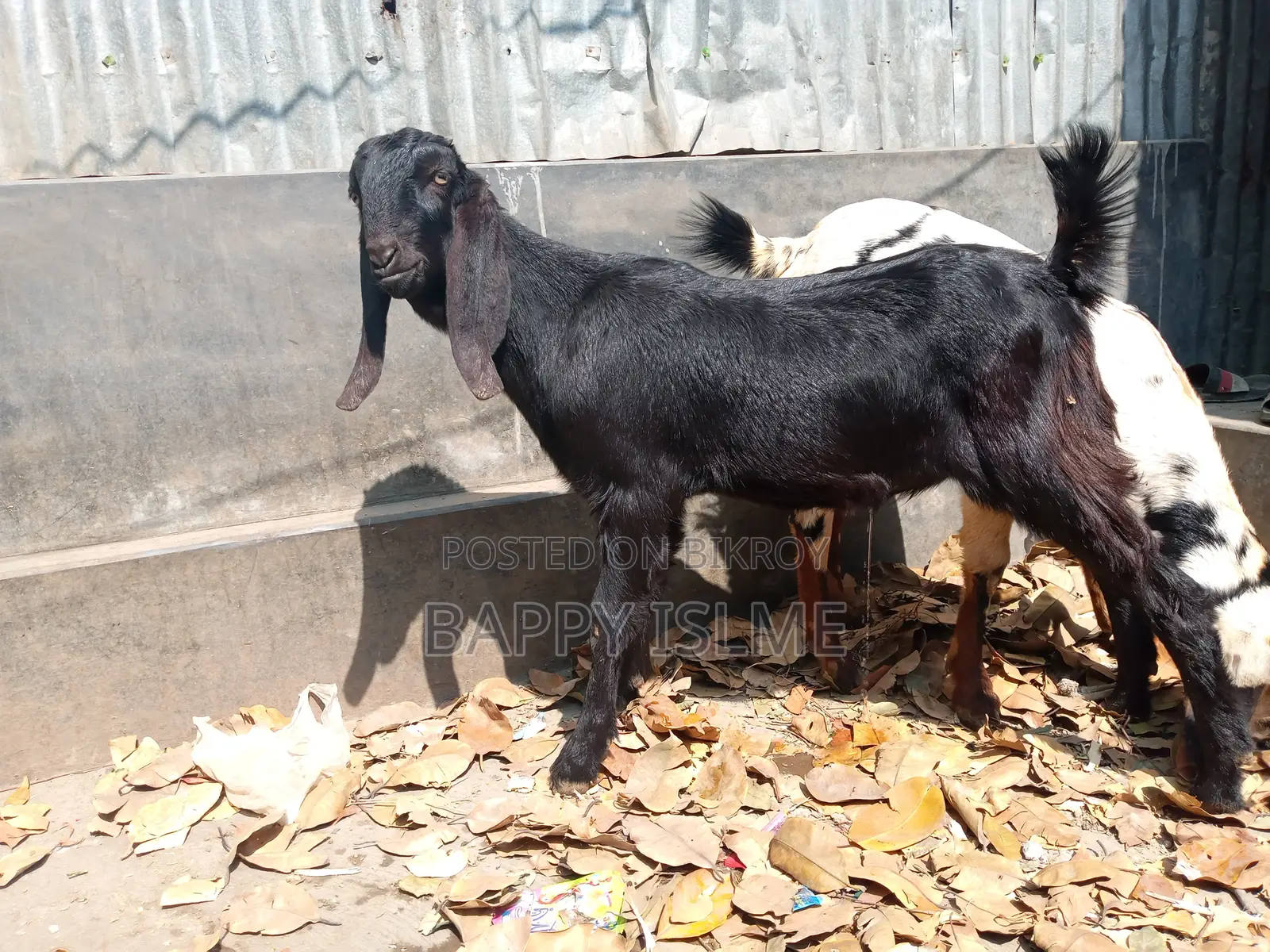 Totapuri cross castrated goat over 1 year old