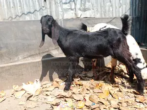 Totapuri cross castrated goat over 1 year old