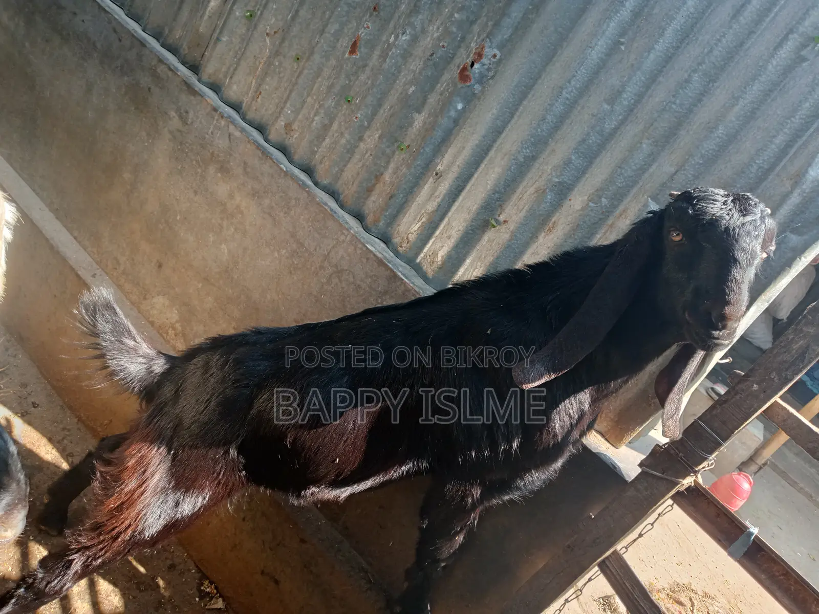 Totapuri cross castrated goat over 1 year old