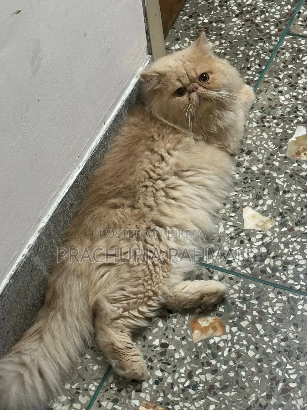 এক্সোটিক মেল মেটিং সার্ভিস