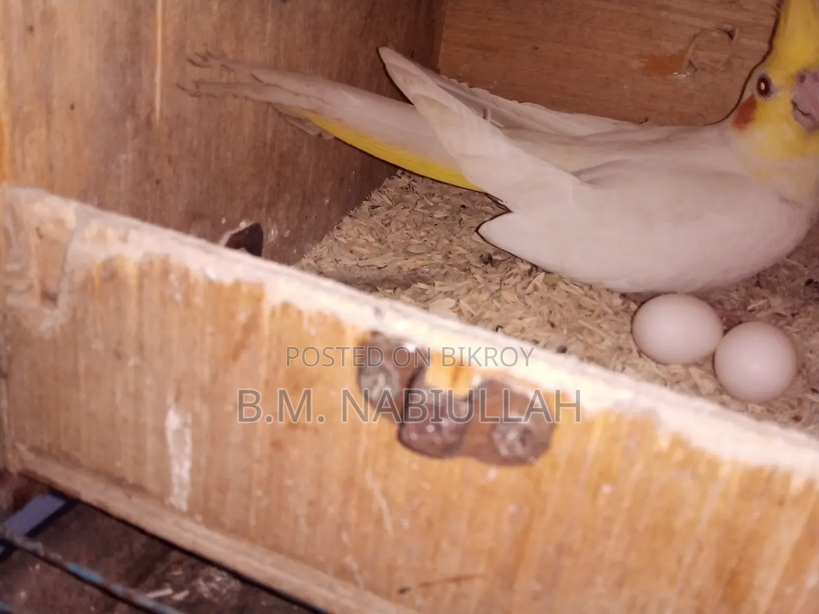 Cockatiel Pair for Sale