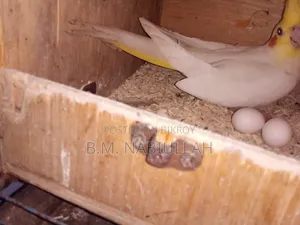 Cockatiel Pair for Sale