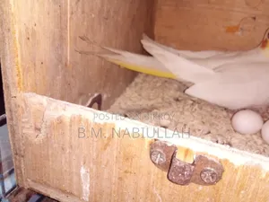 Cockatiel Pair for Sale