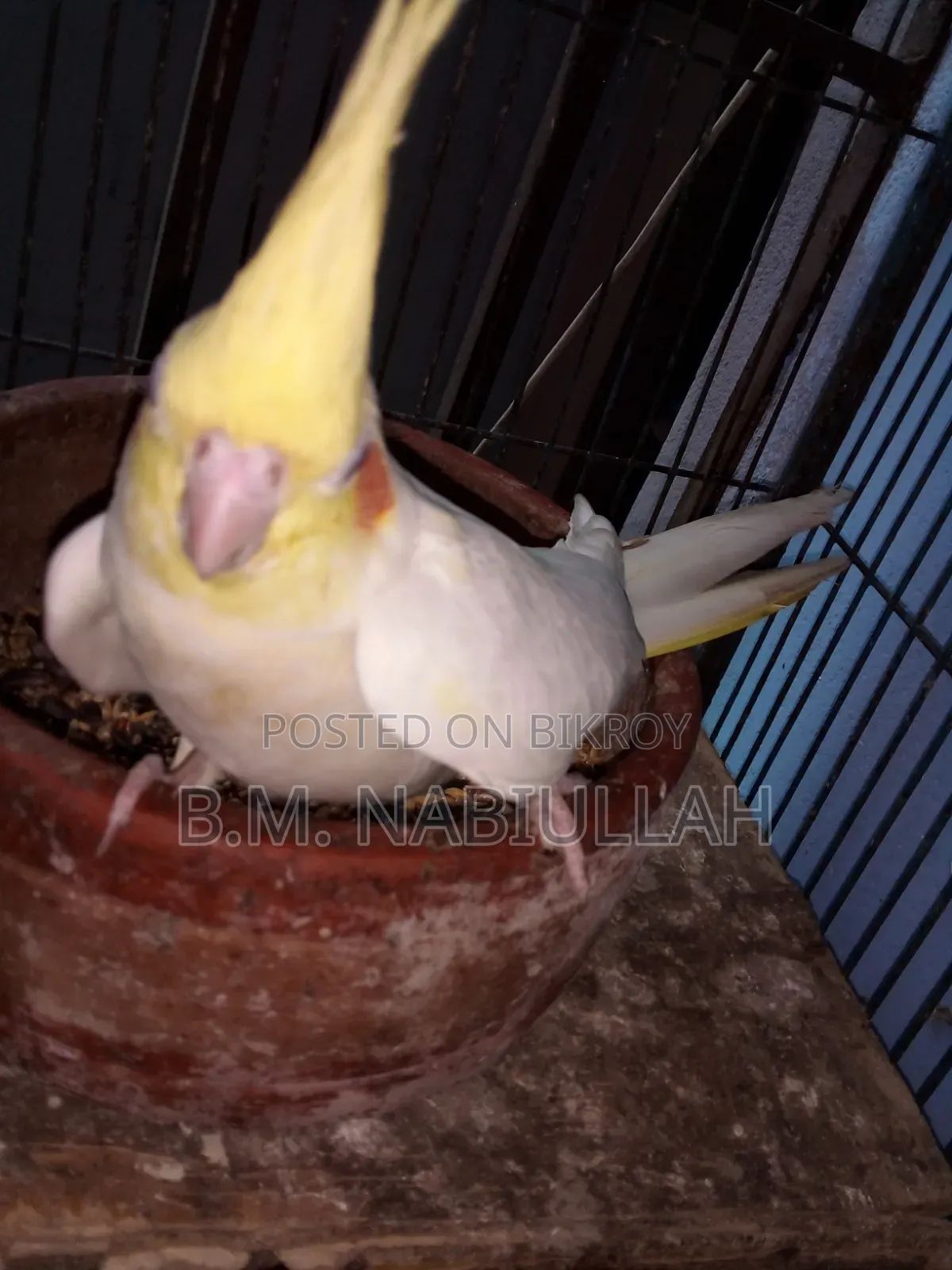 Cockatiel Pair for Sale