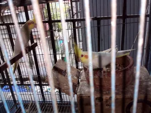 Cockatiel Pair for Sale