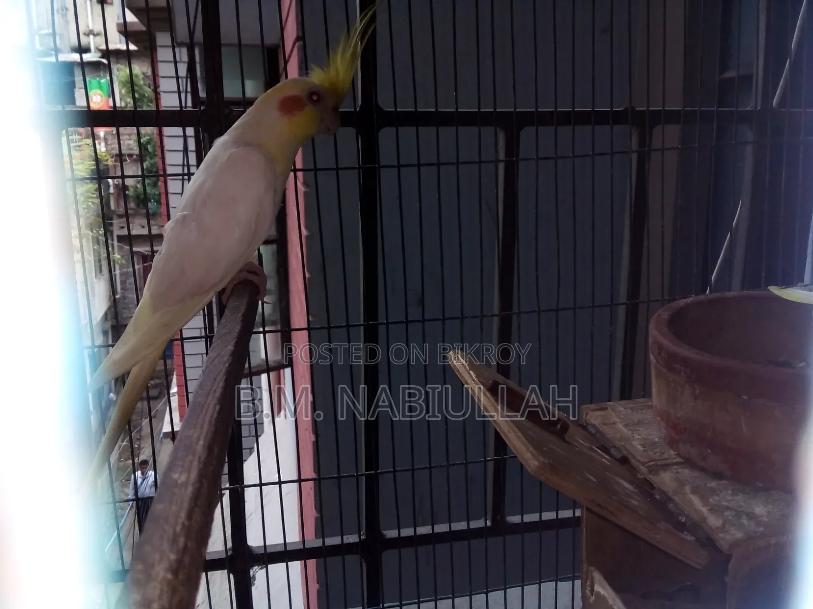 Cockatiel Pair for Sale