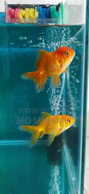 এক জোড়া গোল্ডফিশ খুব কম দামে বিক্রি হবে