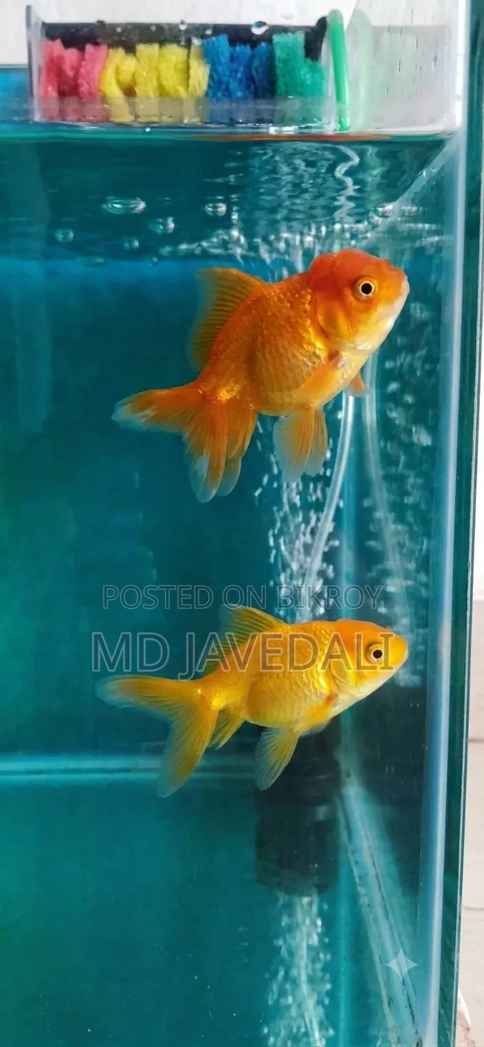 A pair of goldfish for sale at a very low price