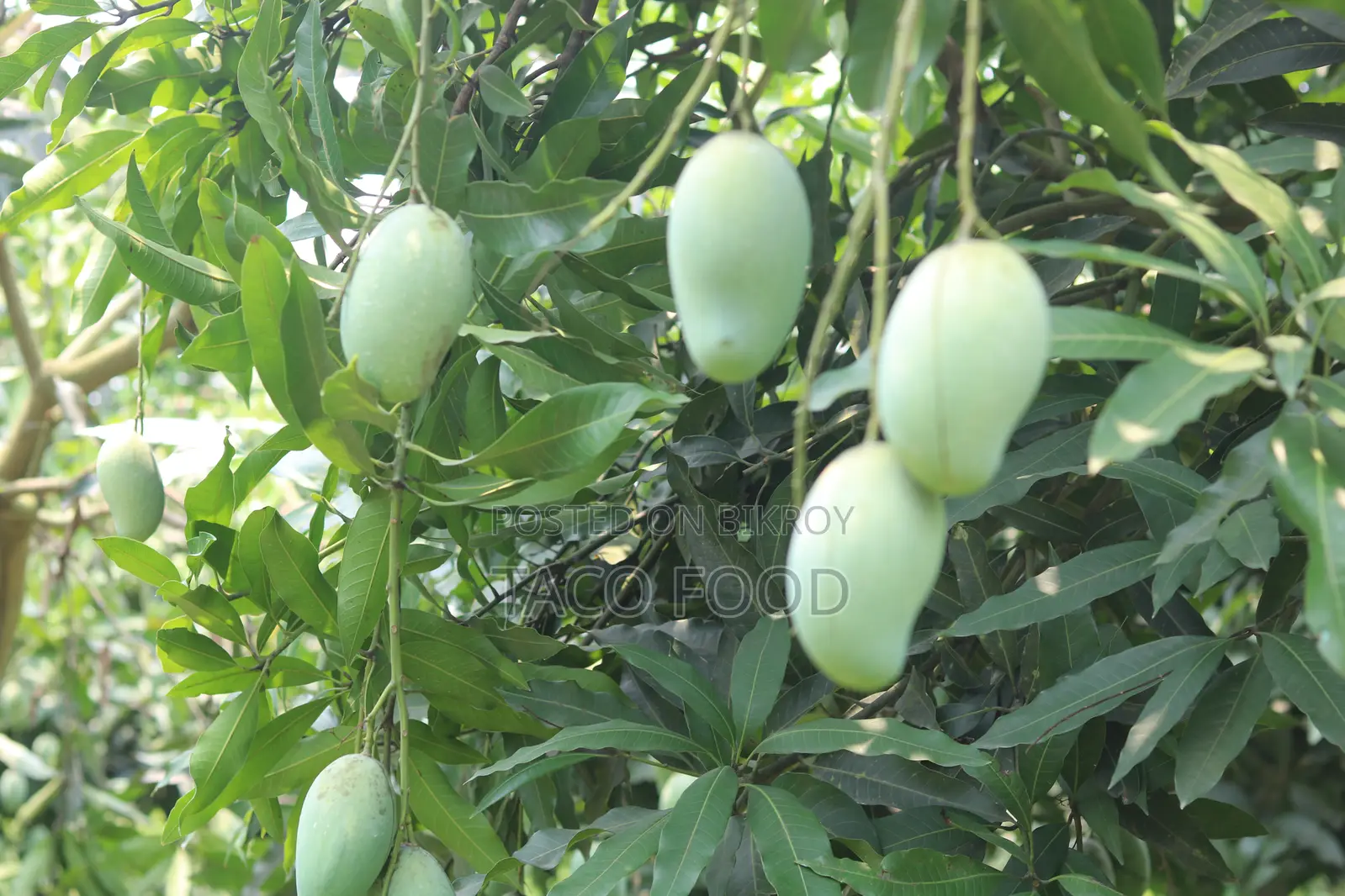 বাগান ফ্রেশ রুপালি আম
