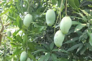 বাগান ফ্রেশ রুপালি আম