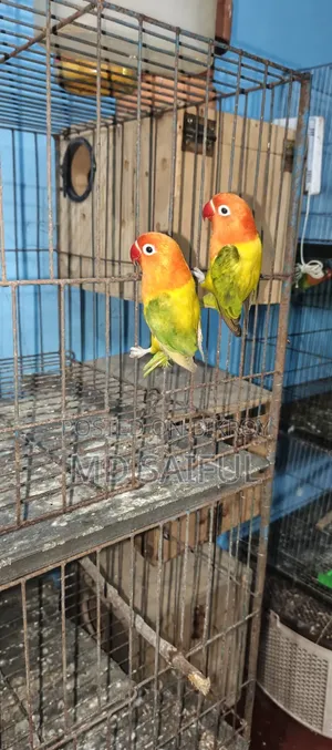 Love Bird Running Pair