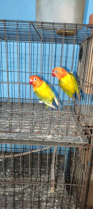 Love Bird Running Pair