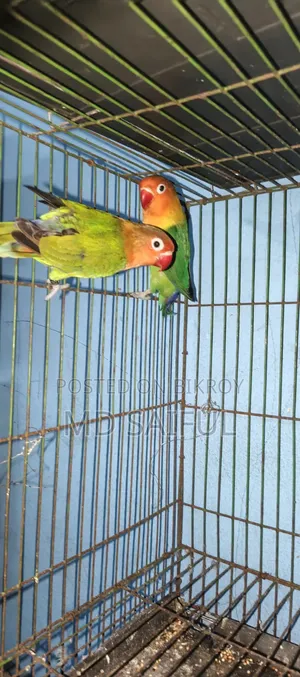 Love Bird Running Pair