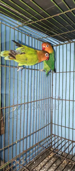 Love Bird Running Pair