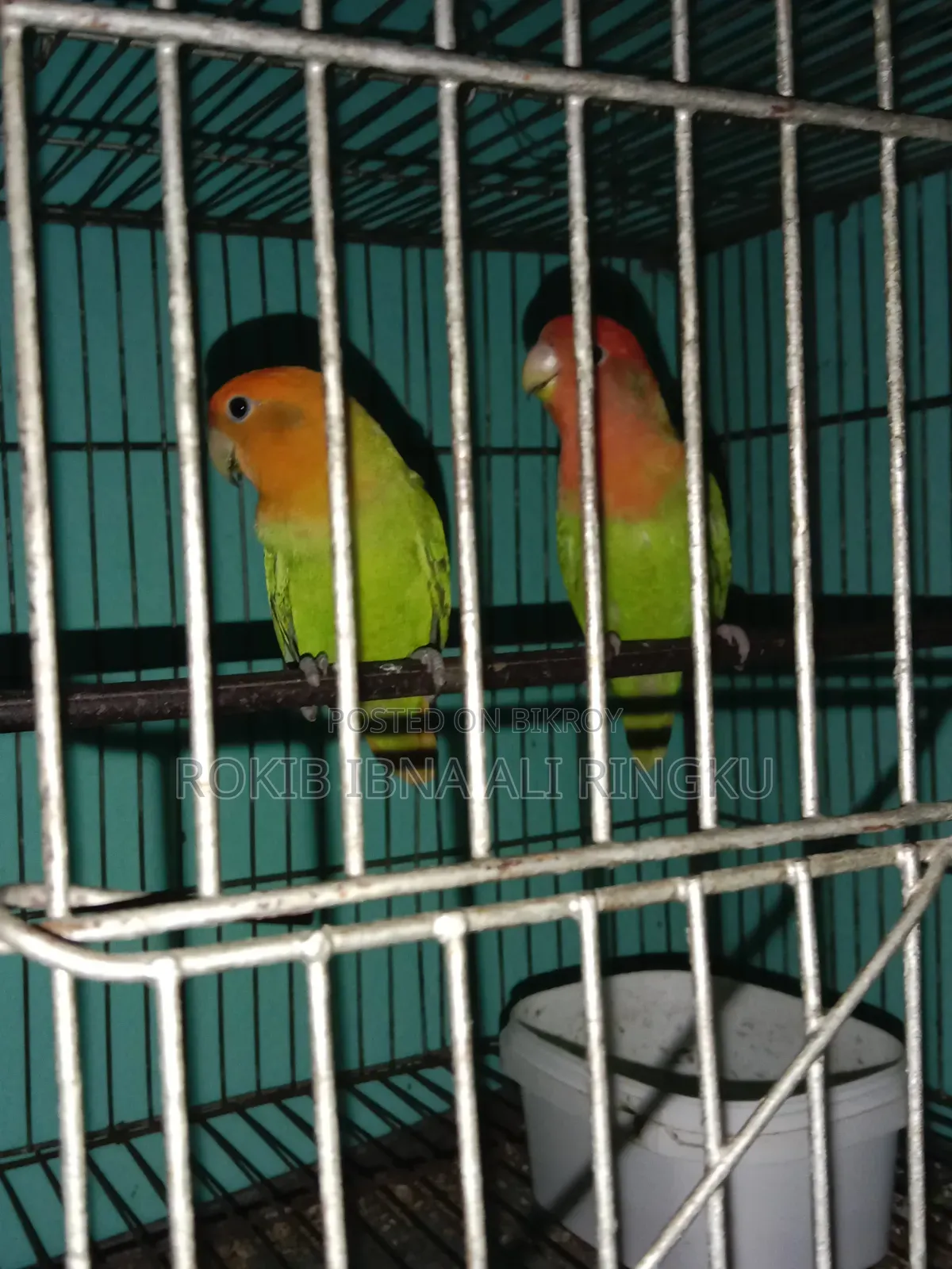 Lovebird birds. Want to sell.