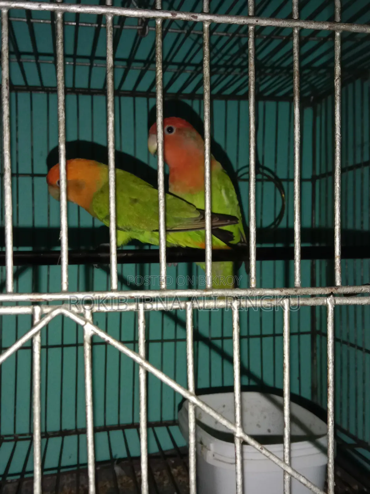 Lovebird birds. Want to sell.