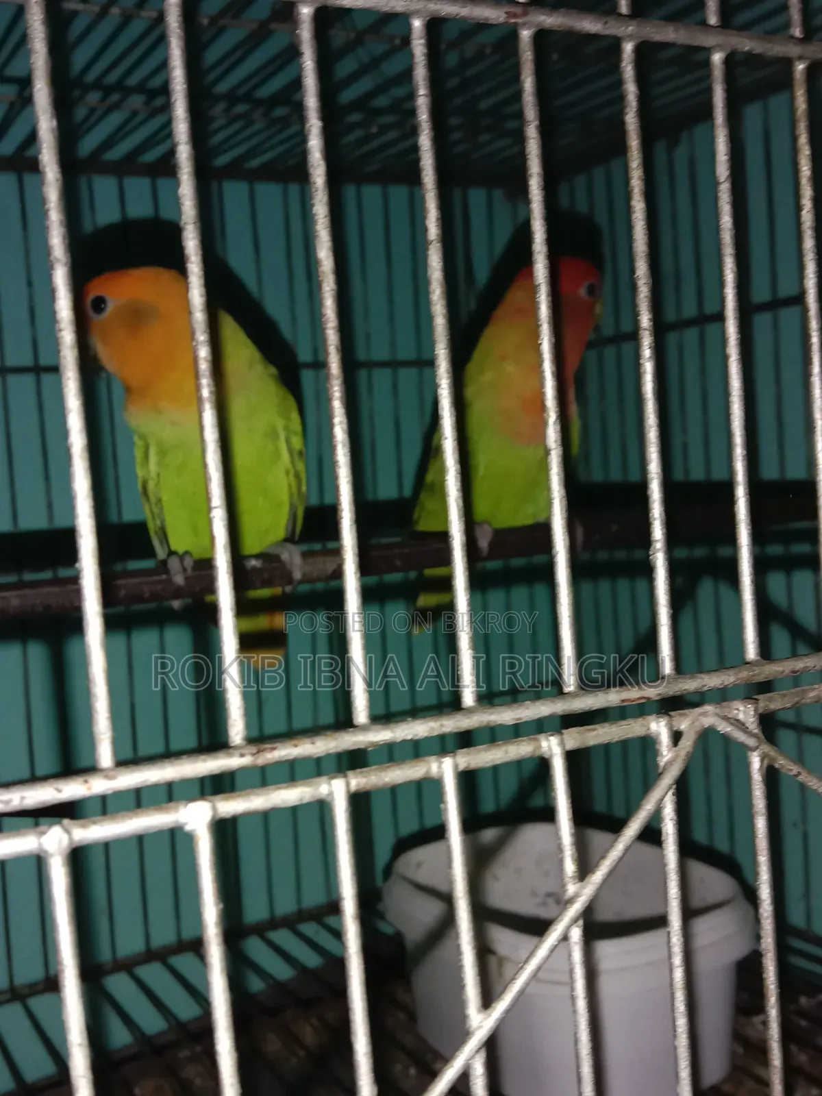 Lovebird birds. Want to sell.