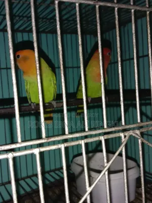 Lovebird birds. Want to sell.