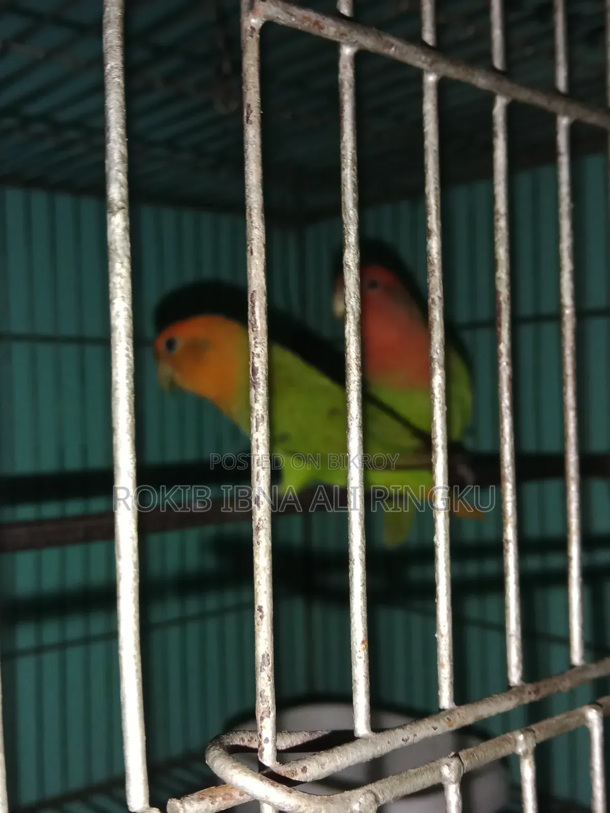 Lovebird birds. Want to sell.