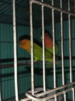Lovebird birds. Want to sell.
