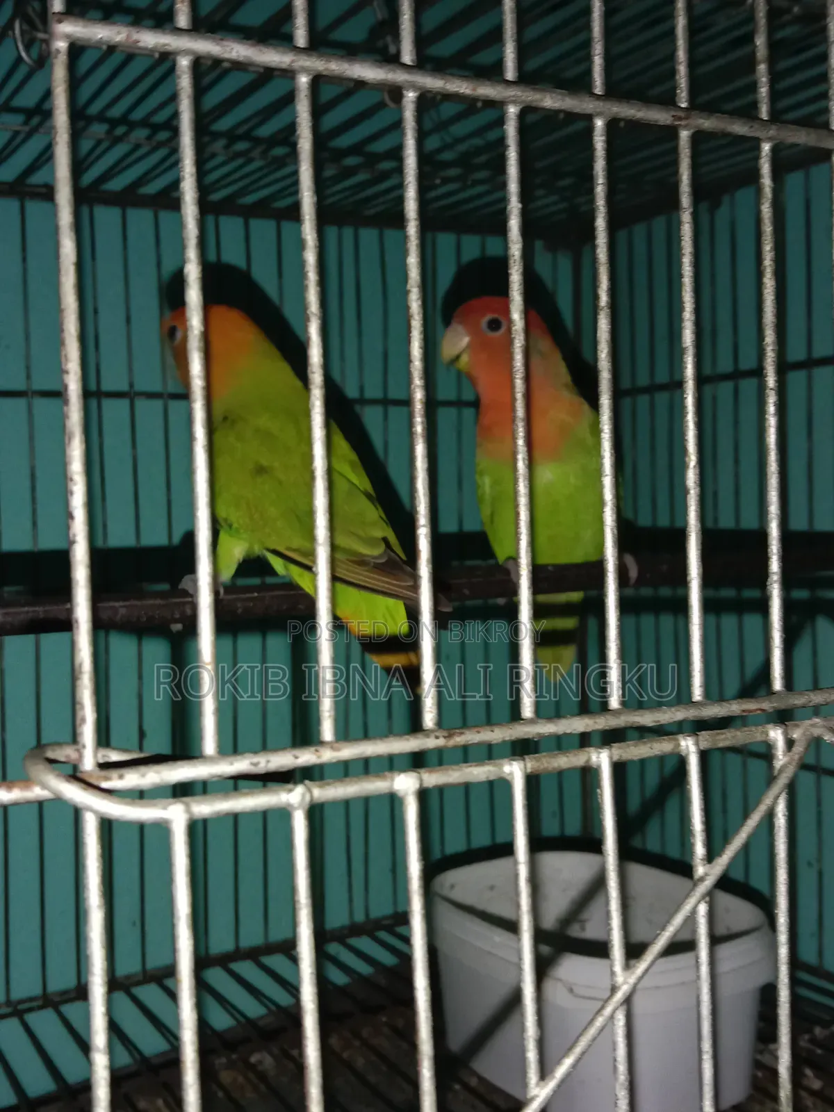 Lovebird birds. Want to sell.