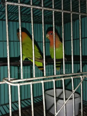 Lovebird birds. Want to sell.