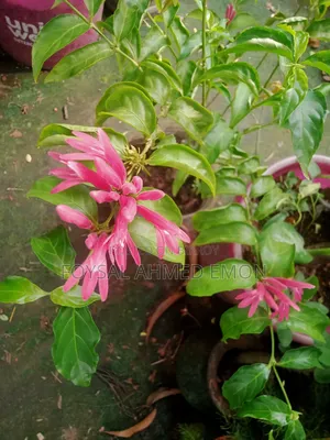 Pink Basak flower included