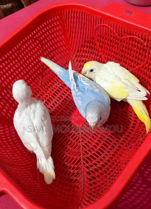 Budgerigar Bird