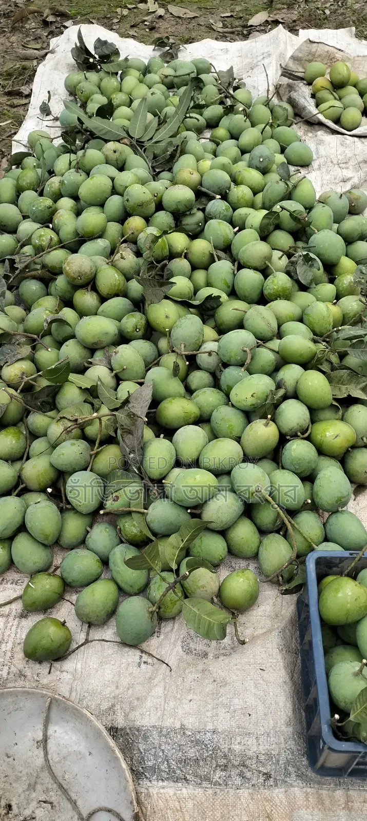 Three to four mangoes per kg.