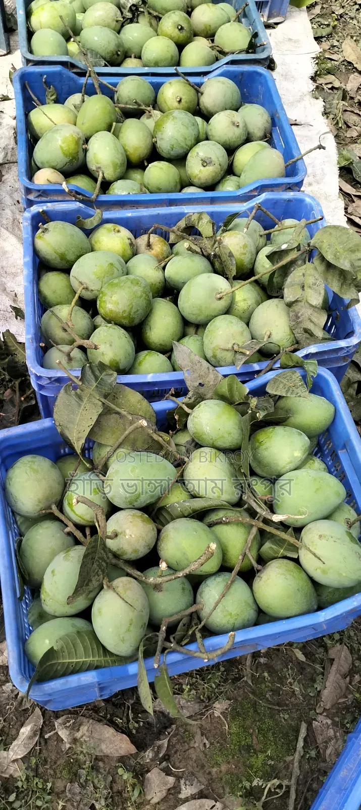 Three to four mangoes per kg.