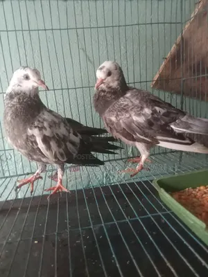 Pigeon squab