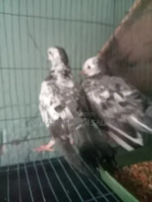 কবুতরের বাচ্চা