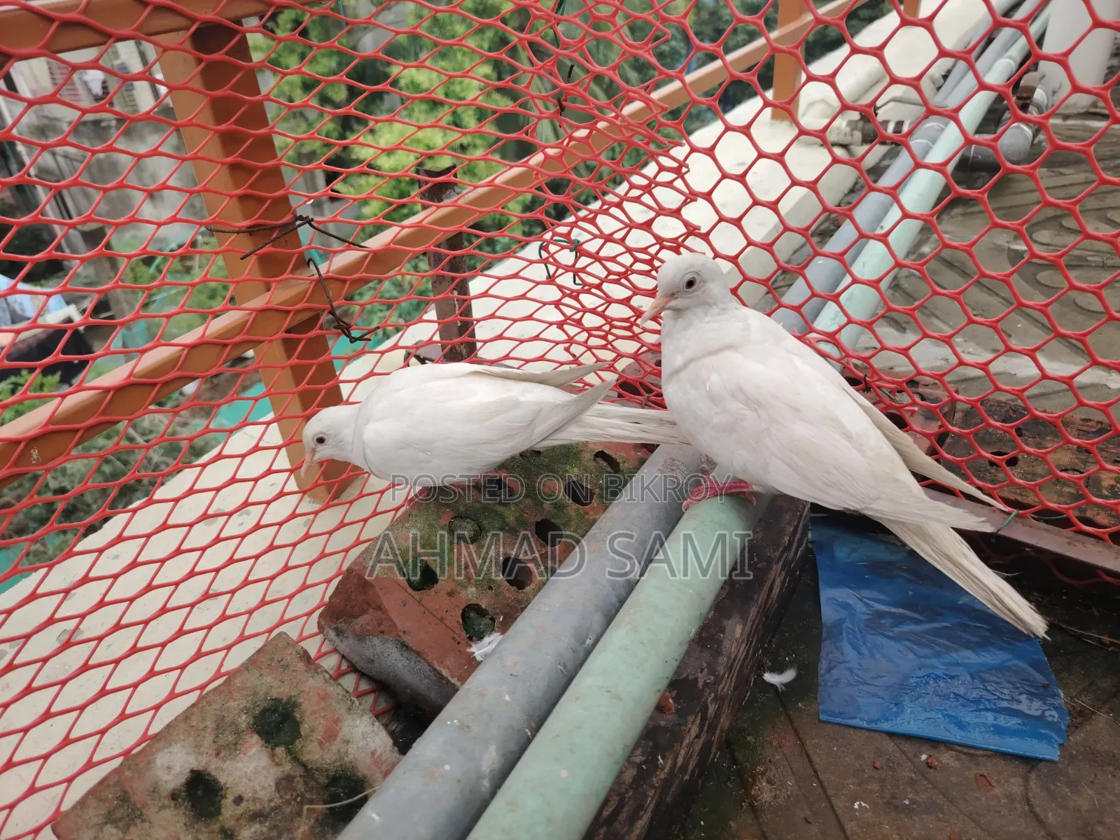 সাদা ঘুঘু পাখি জোড়া রানিং
