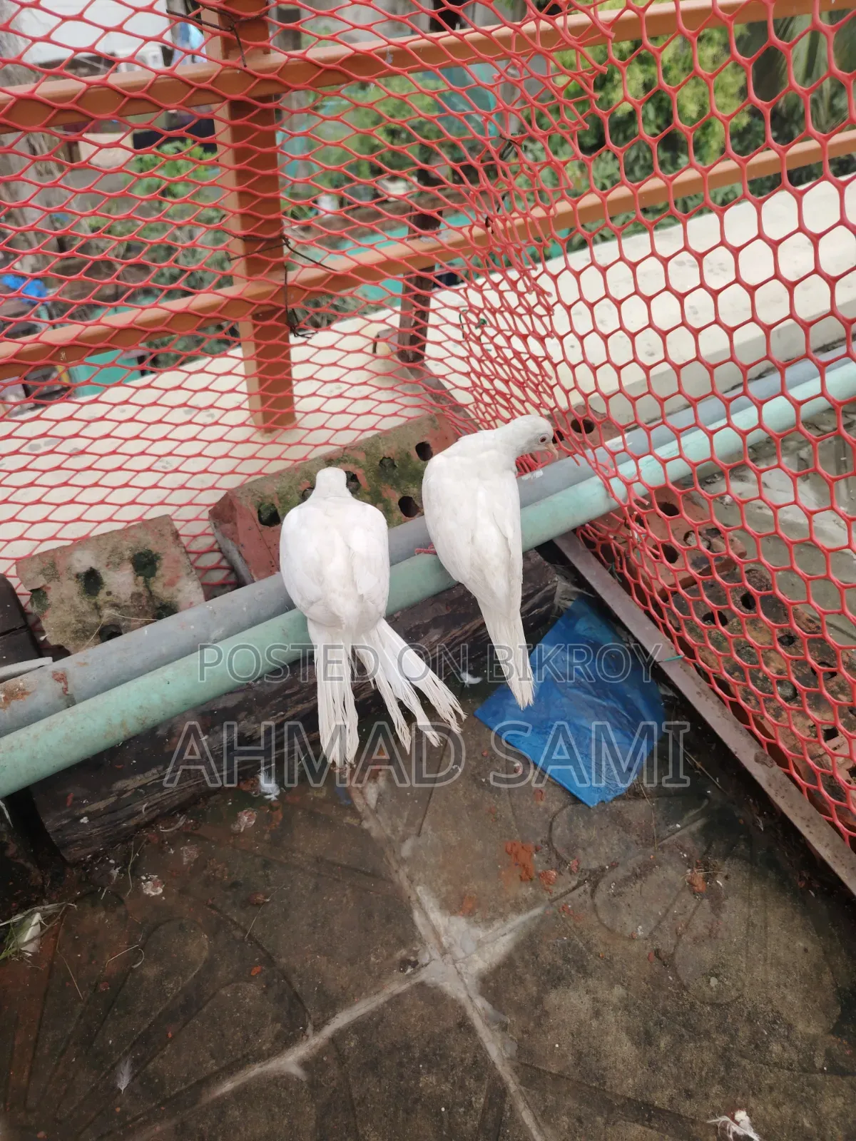 সাদা ঘুঘু পাখি জোড়া রানিং