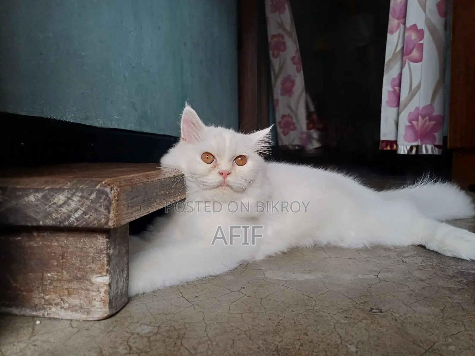 ১+ বছরের ফিমেল পিওরব্রেড পার্সিয়ান বিড়াল