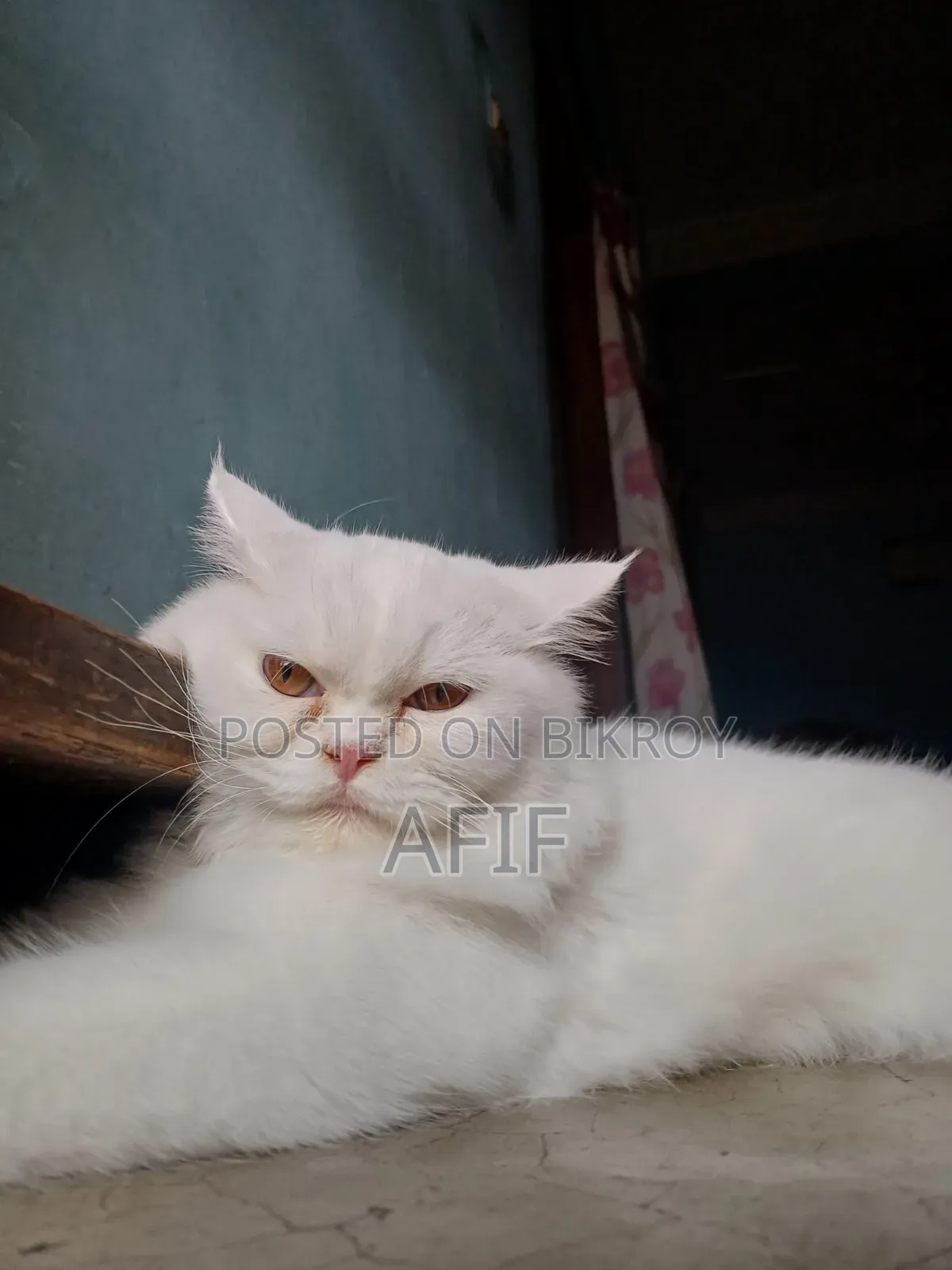 ১+ বছরের ফিমেল পিওরব্রেড পার্সিয়ান বিড়াল