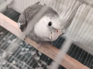 Cockatiel Birds