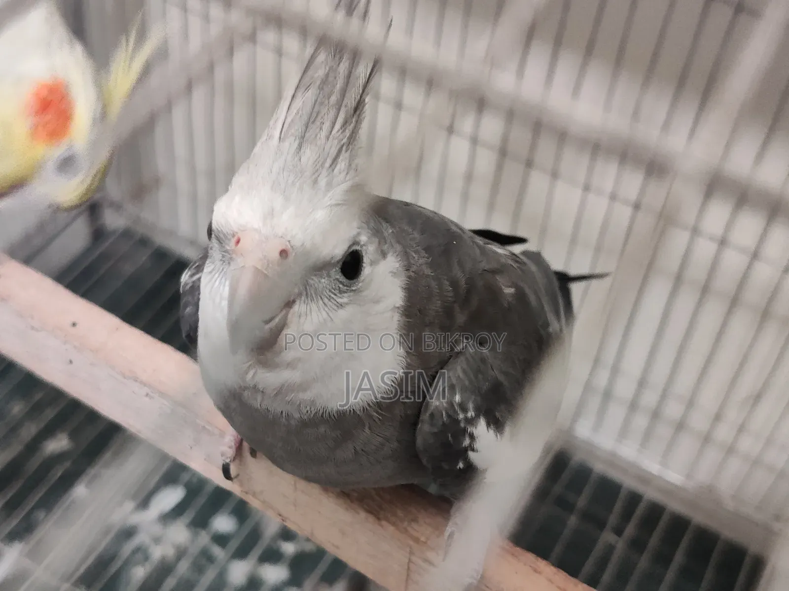 Cockatiel Birds