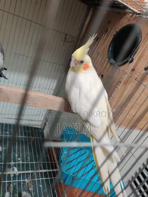 Cockatiel Birds