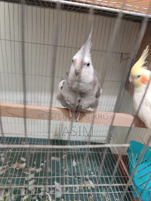 Cockatiel Birds