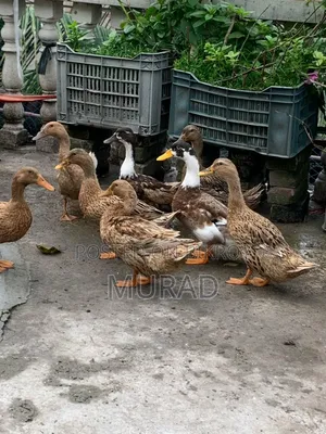 Local Ducks