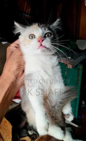 1-3 Months Female Purebred Persian