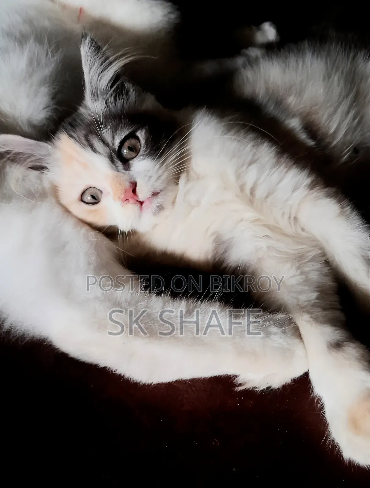 1-3 Months Female Purebred Persian