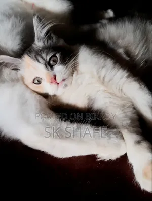 1-3 Months Female Purebred Persian