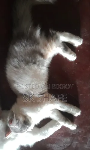 1-3 Months Female Purebred Persian