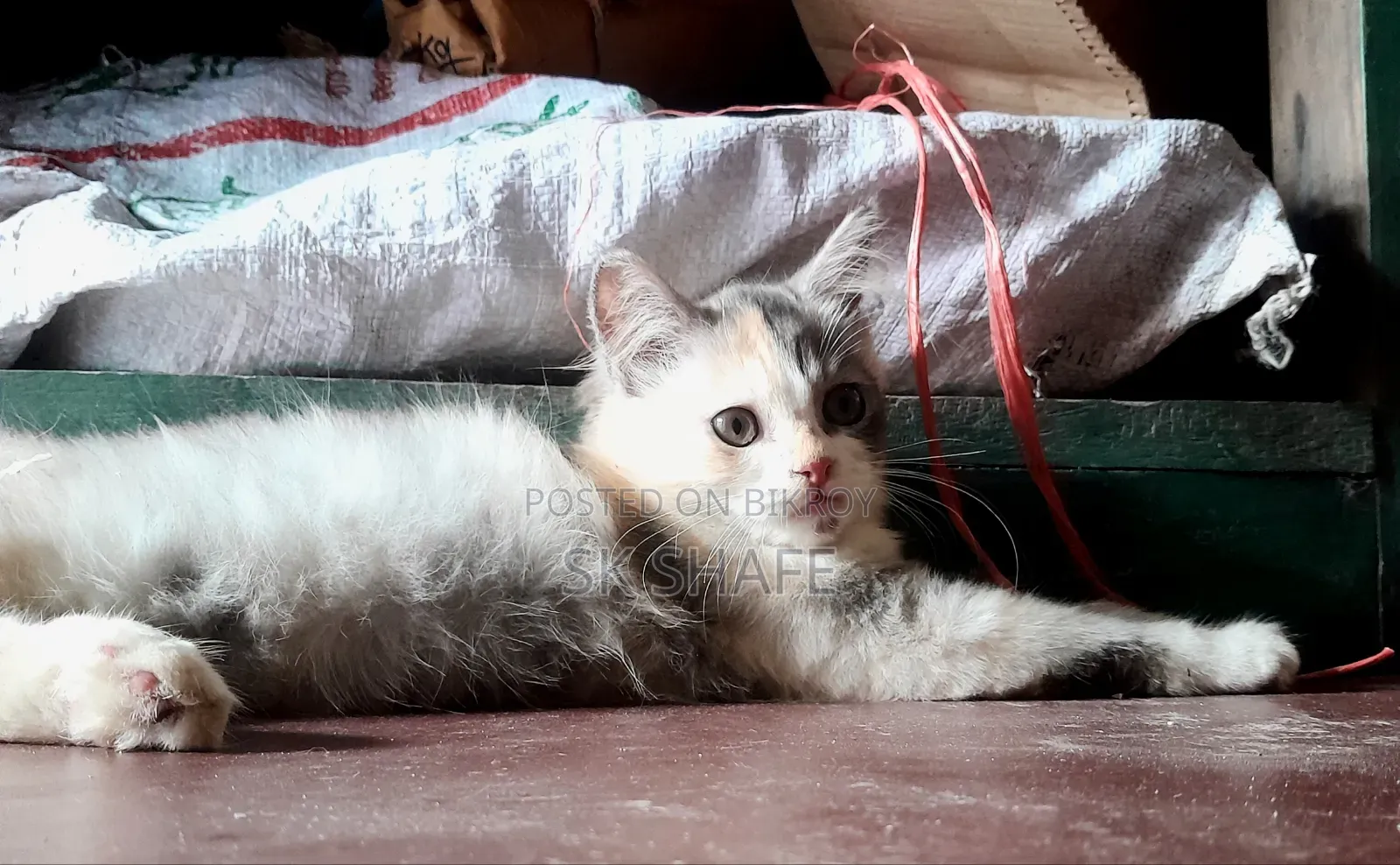 1-3 Months Female Purebred Persian