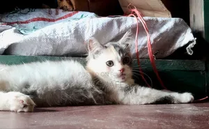 1-3 Months Female Purebred Persian