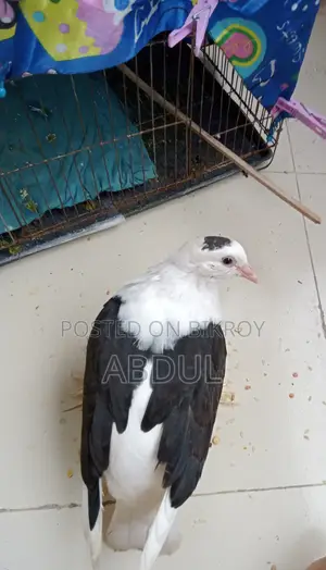 Want to sell beautiful pigeon chicks